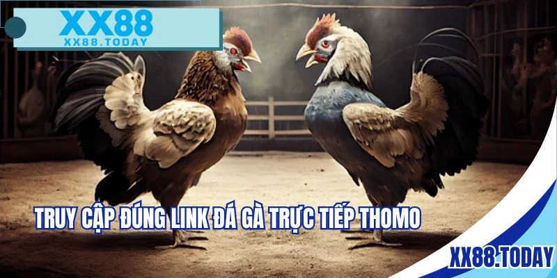 Truy cập chuẩn link trực tiếp đá gà Thomo