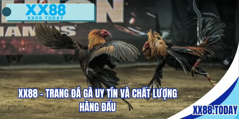 XX88 - Trang đá gà uy tín và chất lượng hàng đầu